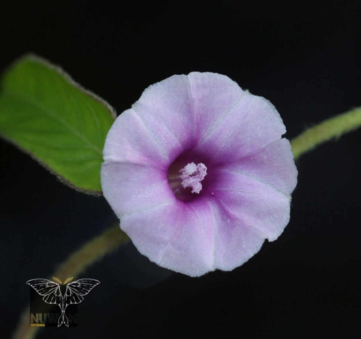 Ipomoea eriocarpa R.Br.